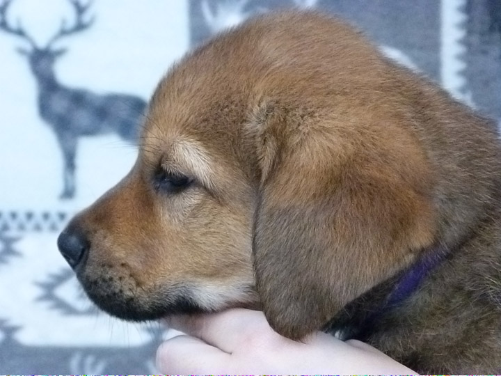 chinook puppy